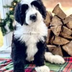 Find Your Dream Doodle Puppy in Columbia With Love Today!