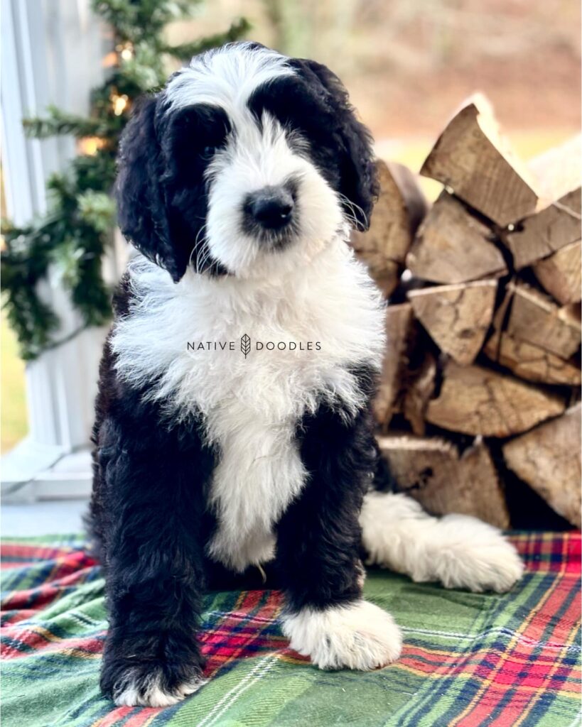 Find Your Dream Doodle Puppy in Columbia With Love Today!