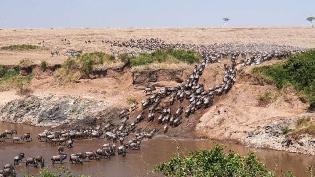 The Great Wildebeest Migration Viewing Guide At Serengeti and Maasai Mara