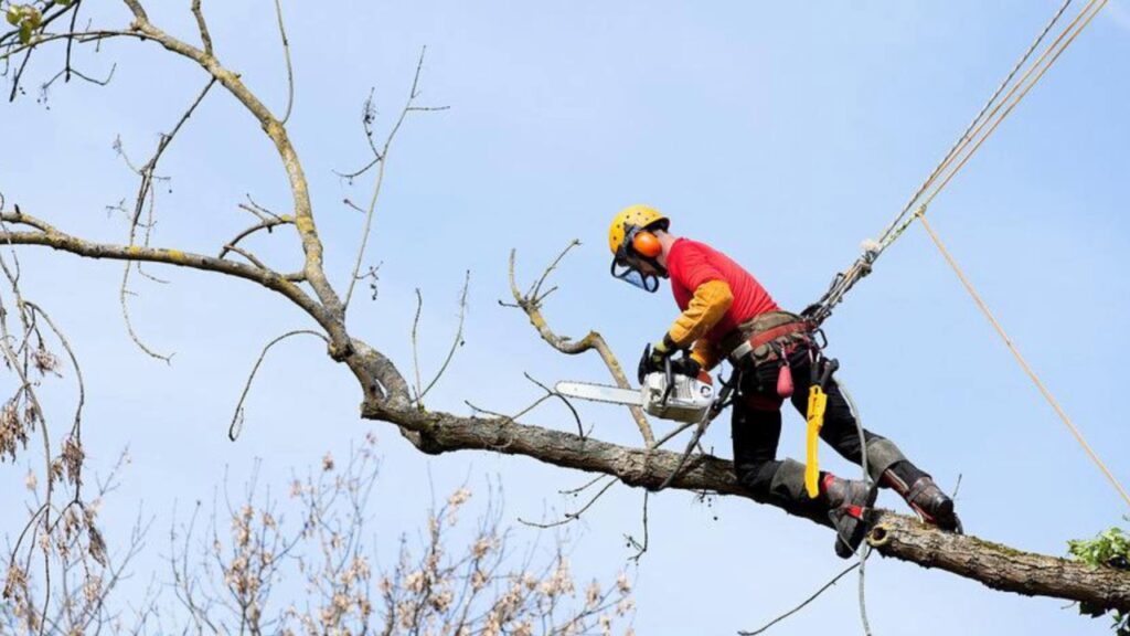 Tree Removal Services in Bedford KY: Reliable Solutions by Apex Project Solutions Tree Division LLC