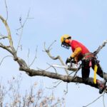 Tree Removal Services in Bedford KY: Reliable Solutions by Apex Project Solutions Tree Division LLC