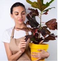How the Indoor Plant Boom Created a Perfect Storm for Pests