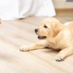 Beyond the Backyard: The Benefits of Professional Doggy Day Care in Providence