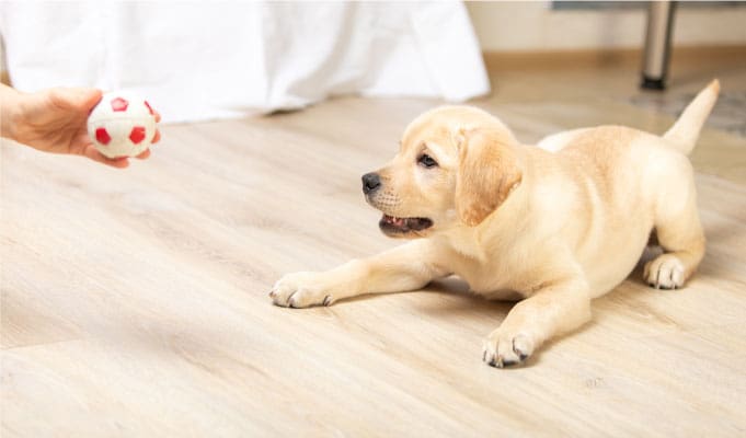 Beyond the Backyard: The Benefits of Professional Doggy Day Care in Providence