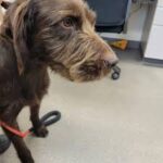 Senior Pet Care Plans for Healthy Weight and Joint Support