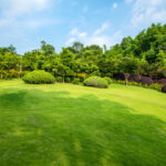 Complete Guide to Creating a Healthy and Beautiful Outdoor Space