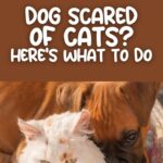 Why Dogs Are Scared of Cats in USA Homes Today