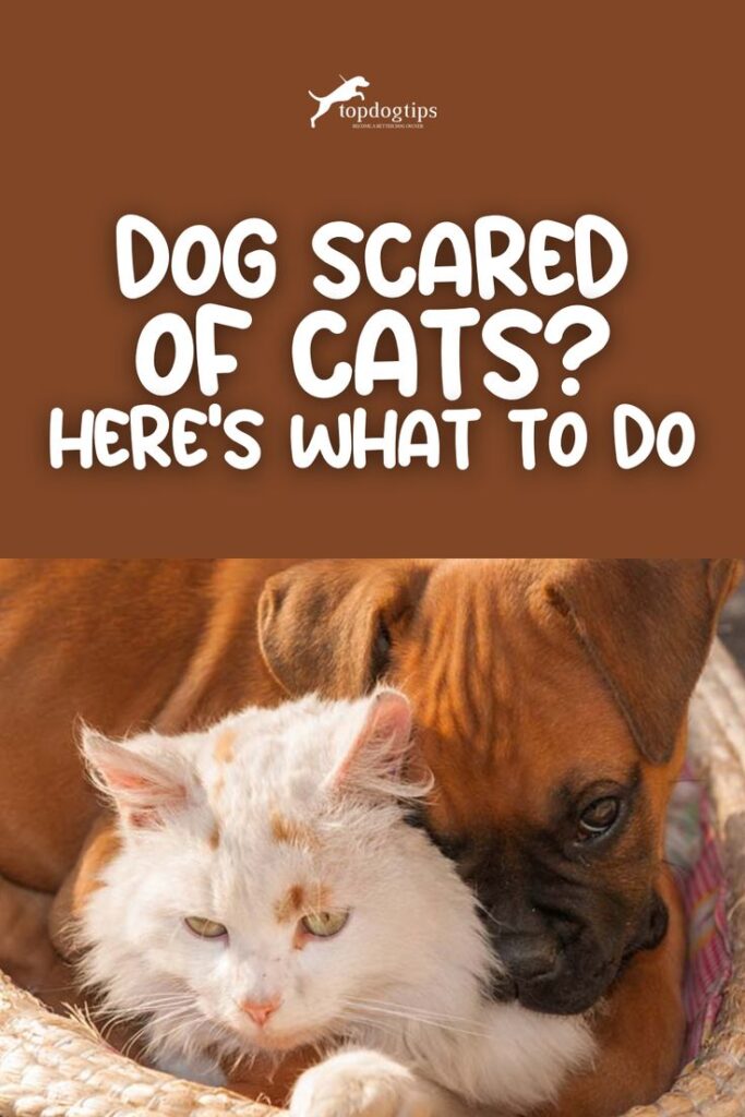 Why Dogs Are Scared of Cats in USA Homes Today