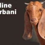 Easy Ways to Book Qurbani Online in Karachi