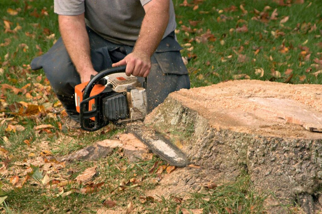 Tree Stump Removal Services: Improve the Safety and Beauty of Your Landscape