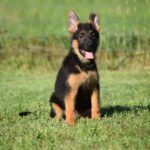 Unleash What Makes the Best German S‍hepherd Bree⁠d​ers Stand Out