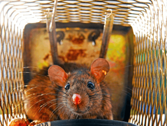 Why Professional Rodent Control Is Essential for Perth Properties
