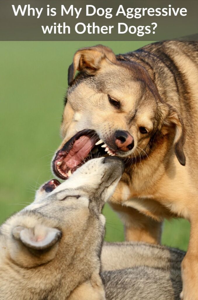 Dog Aggression Toward Other Dogs Explained