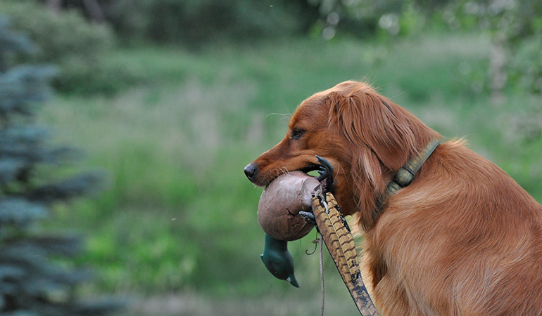 Easy & Practical Retriever Training with Pat Nolan