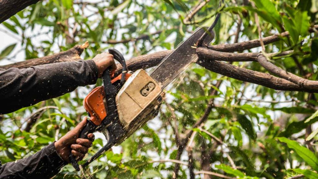 Professional Tree Trimming Services in Sheboygan for Healthy and Beautiful Outdoor Spaces