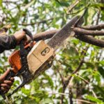 Professional Tree Trimming Services in Sheboygan for Healthy and Beautiful Outdoor Spaces