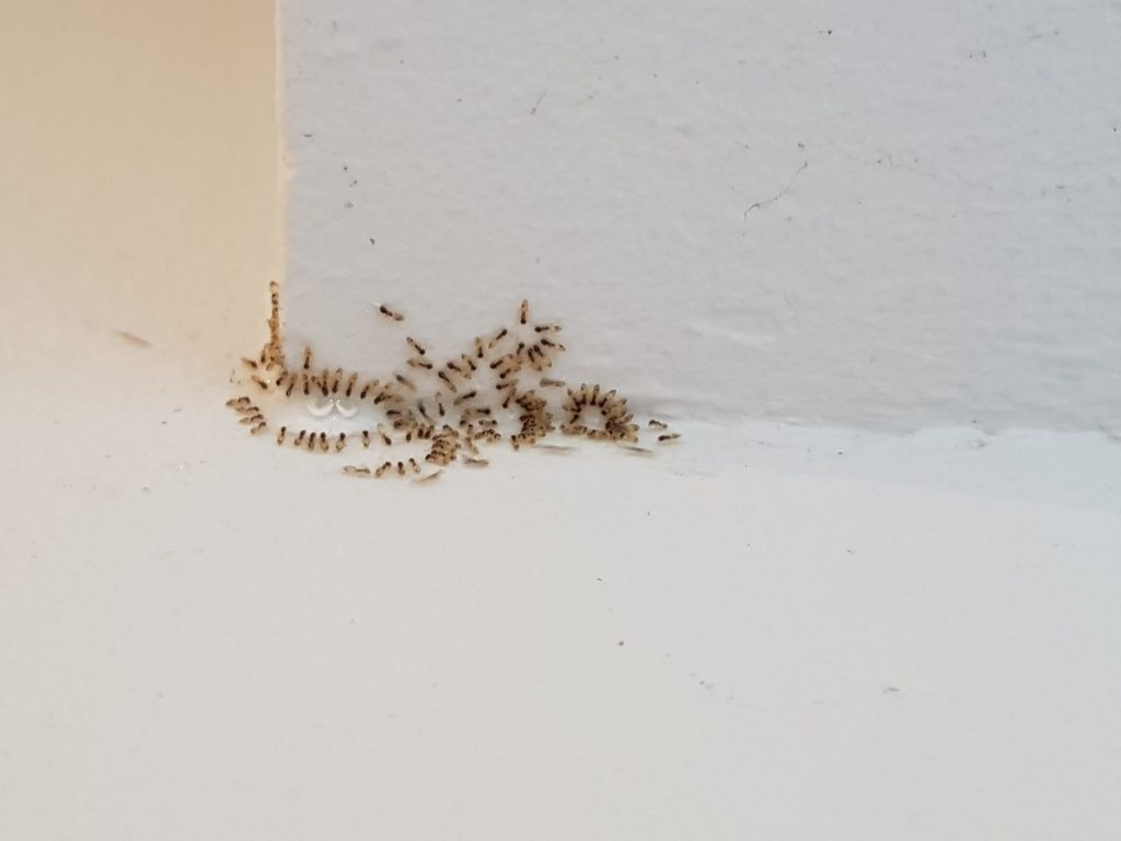 Mosquito Control Singapore – Protect Your Family from Mosquito-Borne Diseases