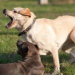 Dog Aggression Toward Other Dogs