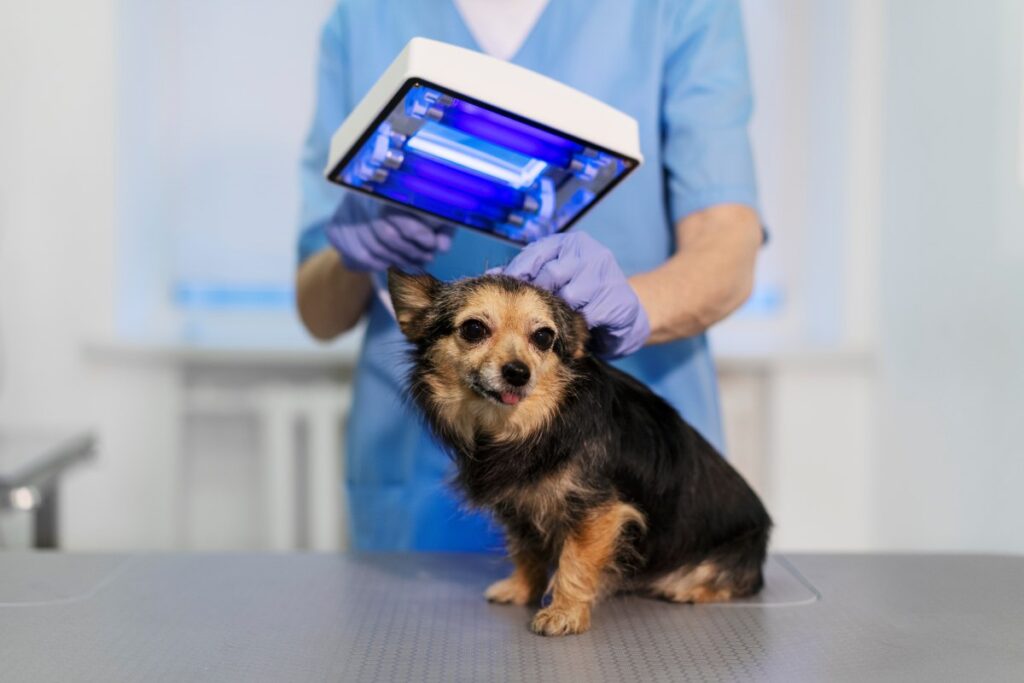 Laser Therapy for Pets: A Modern Solution for Pain and Healing