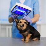 Laser Therapy for Pets: A Modern Solution for Pain and Healing