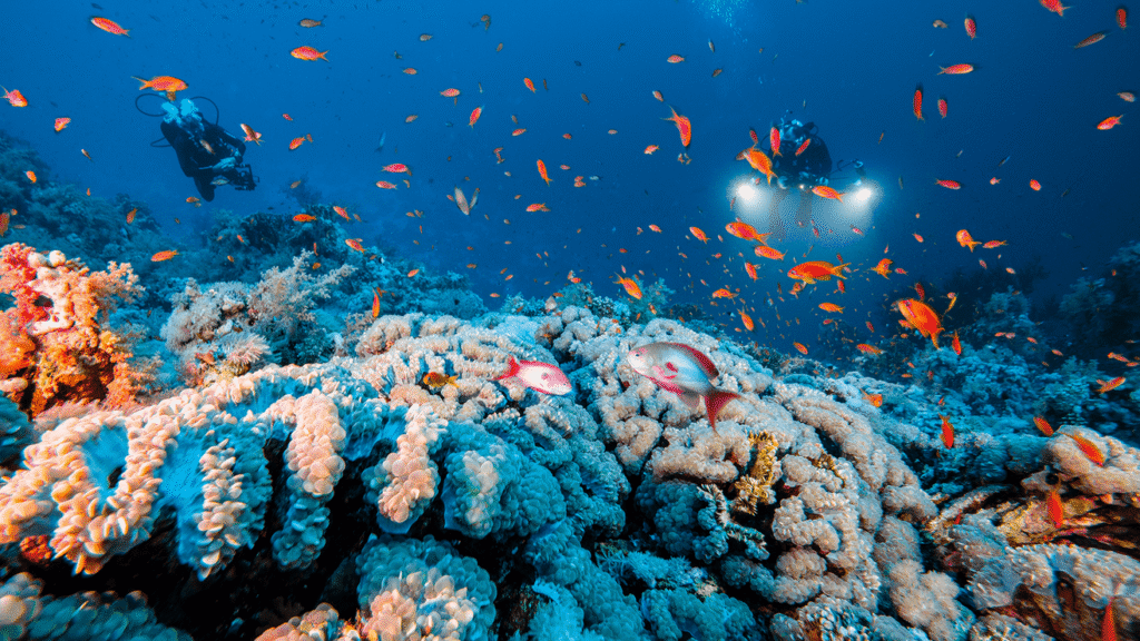 Dune World Liveaboard: Egypt Liveaboard Diving Along the Red Sea