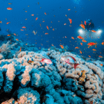 Dune World Liveaboard: Egypt Liveaboard Diving Along the Red Sea
