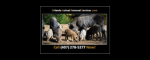 Orlando Animal Removal Services