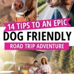 Pet-Friendly Travel With Dogs: Low Budget Guide