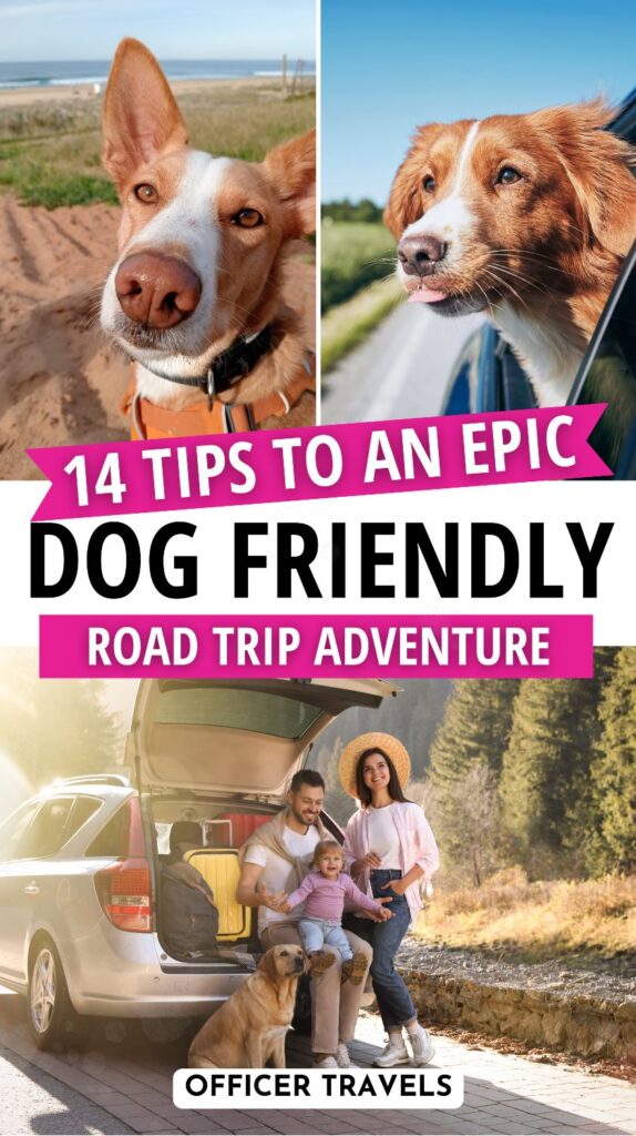 Pet-Friendly Travel With Dogs: Low Budget Guide