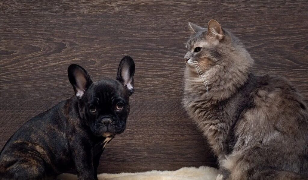 Why Dogs Dislike Cats: Behavior Explained USA