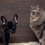Why Dogs Dislike Cats: Behavior Explained USA