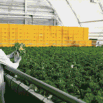 How Retailers Manage Food Supply Chains Beyond Agricultural Production