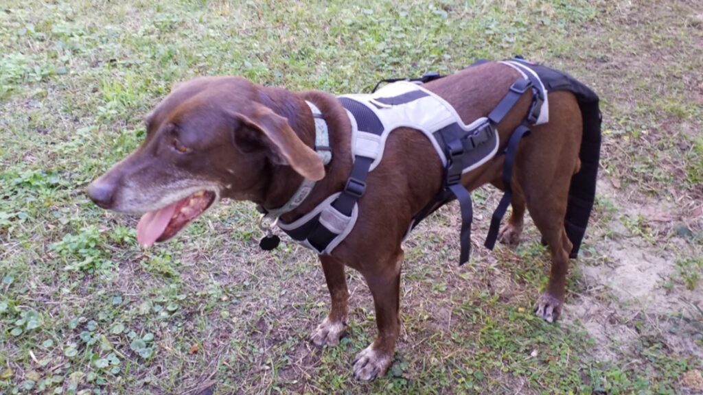 Dog Sleeves to Prevent Licking for Faster Tail Injury Recovery
