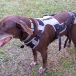 Dog Sleeves to Prevent Licking for Faster Tail Injury Recovery
