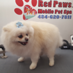 7 Clear Signs Your Dog Is Ready for a Summer Groom