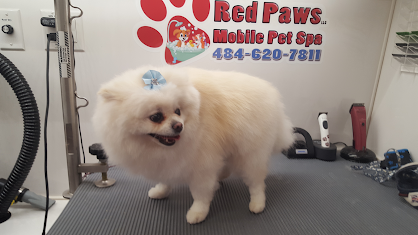7 Clear Signs Your Dog Is Ready for a Summer Groom