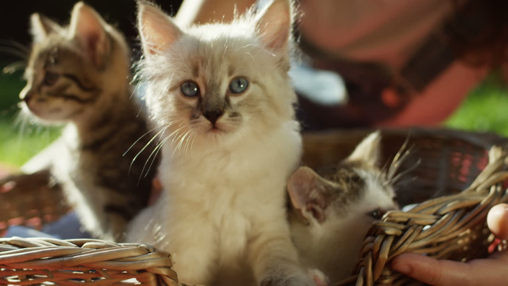 The Purrfect Addition: Why More Families Prefer to Buy Kittens in Dubai in 2026