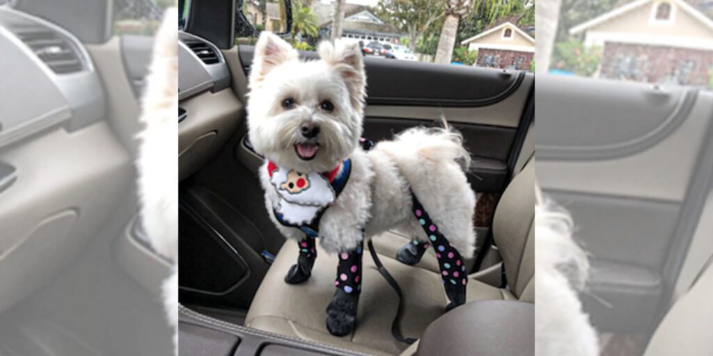 Do Dogs Feel Comfortable Wearing the Best Summer Dog Boots Outdoors?