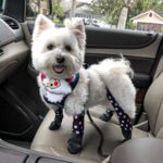 Do Dogs Feel Comfortable Wearing the Best Summer Dog Boots Outdoors?