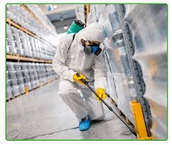 Termite Control Services in Lahore for Complete Property Protection