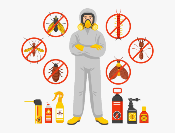 Termite Control Services in Lahore – Complete Protection for Homes and Buildings