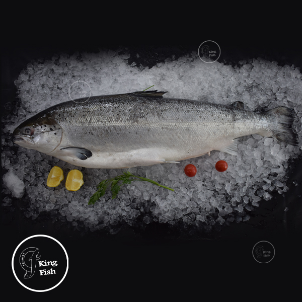 Online Fish Market Dubai: The Easy Way to Buy Live Fish Online in Dubai