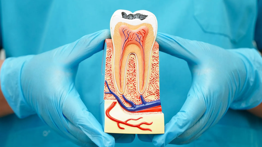 Root Canal Treatment: Saving Your Natural Tooth