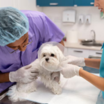 Pet Hospital in Calgary: Compassionate Veterinary Care for Every Stage of Your Pet’s Life