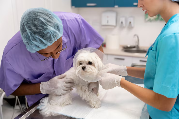 Pet Hospital in Calgary: Compassionate Veterinary Care for Every Stage of Your Pet’s Life