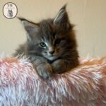 Amazing Maine Coon Polydactyl Kittens for Sale Guide | NW Coonies