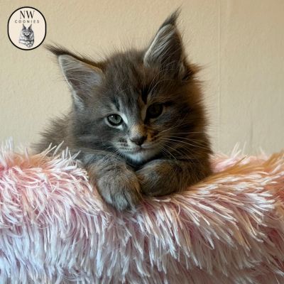Amazing Maine Coon Polydactyl Kittens for Sale Guide | NW Coonies