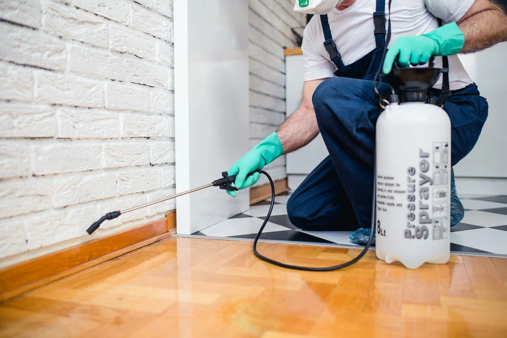 Termite Control Services in Rawalpindi and Islamabad: Protect Your Property from Costly DamageTermite Control Services in Rawalpindi and Islamabad: Protect Your Property from Costly Damage