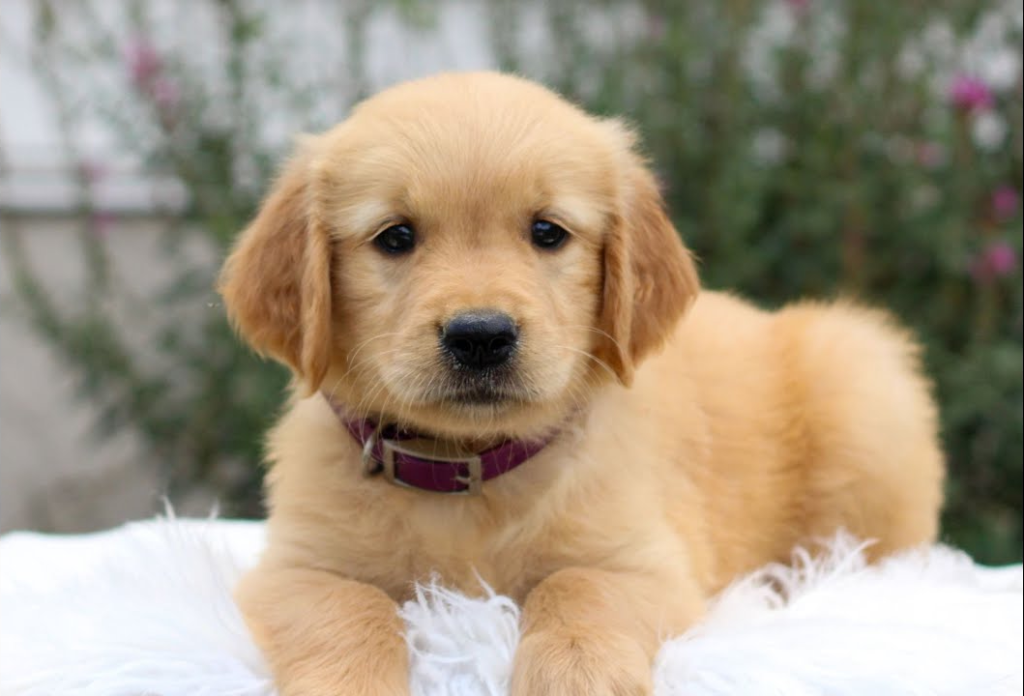 What Health Issues Affect A Golden Retriever Most?