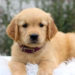 What Health Issues Affect A Golden Retriever Most?